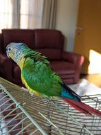 Baby pyrrhura 12 weken oud, Dieren en Toebehoren, Meerdere dieren, Papegaai, Geringd