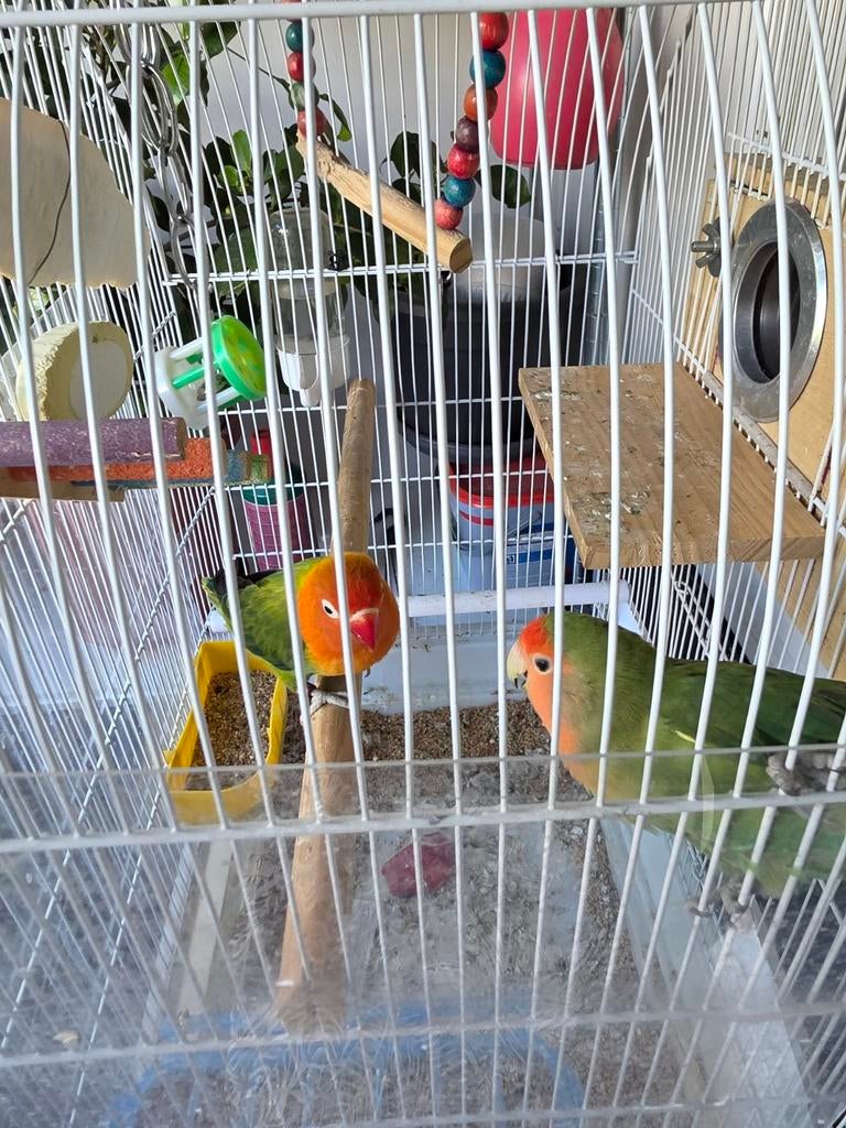 Couple inséparable, Animaux & Accessoires, Oiseaux | Perruches & Perroquets