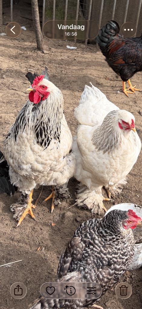 Brahama koppel, Plusieurs animaux, Poule ou poulet