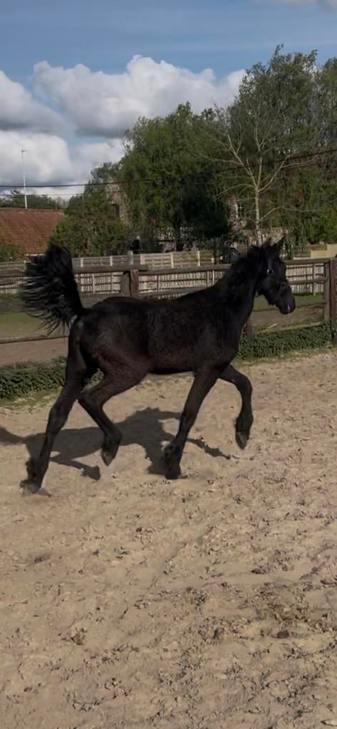 Friese jaarling paard, Dieren en Toebehoren, Met stamboom, 0 tot 2 jaar, Onbeleerd, Recreatiepony