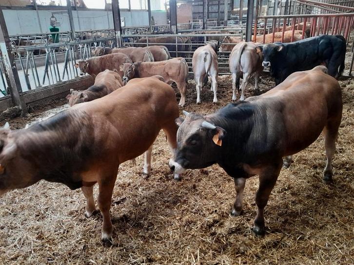 Prachtige 100% Parthenais dekstieren, Animaux & Accessoires, Bovins