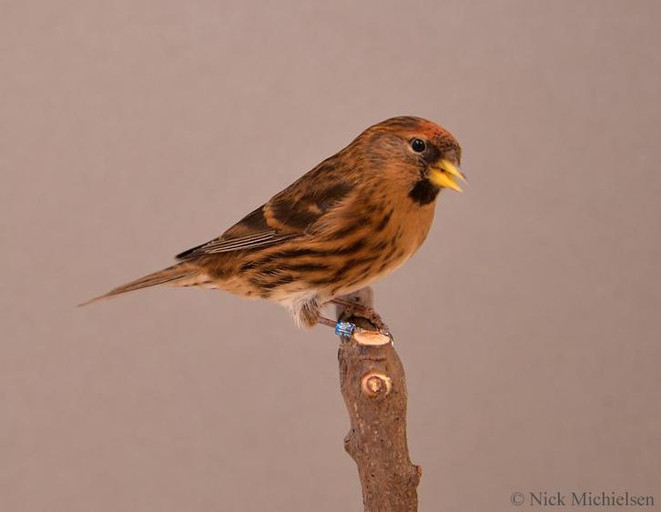 Barmsijs cabaret, Dieren en Toebehoren, Vogels | Overige Vogels, Wildzangvogel, Mannelijk, Geringd