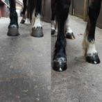 Hoefsmid, Bekapper, Dieren en Toebehoren, Ophalen