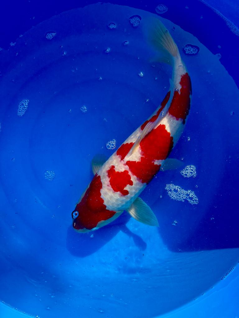 Koi-kohaku, Karper of Koi