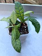 Hoya callistophylla, Ophalen