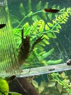 Mini-dwerkreeftjes te ruilen tegen garnalen of guppy’s, Dieren en Toebehoren