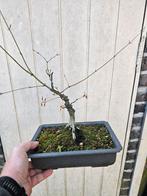 Start planten 3 Acers en 1 Redwood  50 euro voor alles, Tuin en Terras, Ophalen