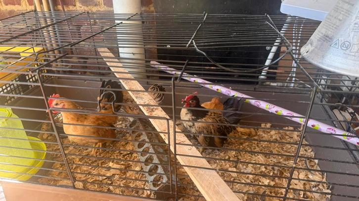 Ayam serama, Dieren en Toebehoren, Pluimvee, Kip, Geslacht onbekend