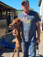 Alpaca, Femelle, Chèvre, 3 à 5 ans