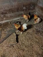 Haan, Animaux & Accessoires