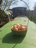 Broedeieren cochin kriel, Dieren en Toebehoren, Pluimvee