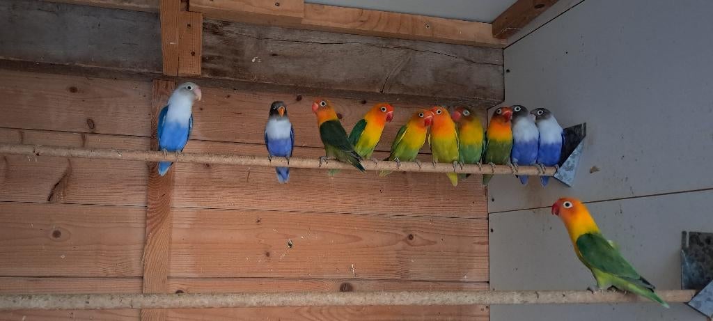 Dwergpapegaai . Fischeri  parkiet, Plusieurs animaux, Perroquet nain ou Inséparable, Bagué