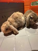 Konijntjes, Mâle, Nain, Oreilles tombantes, 0 à 2 ans