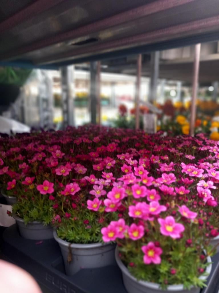 Qui peut arroser les fleurs 3 fois par semaine