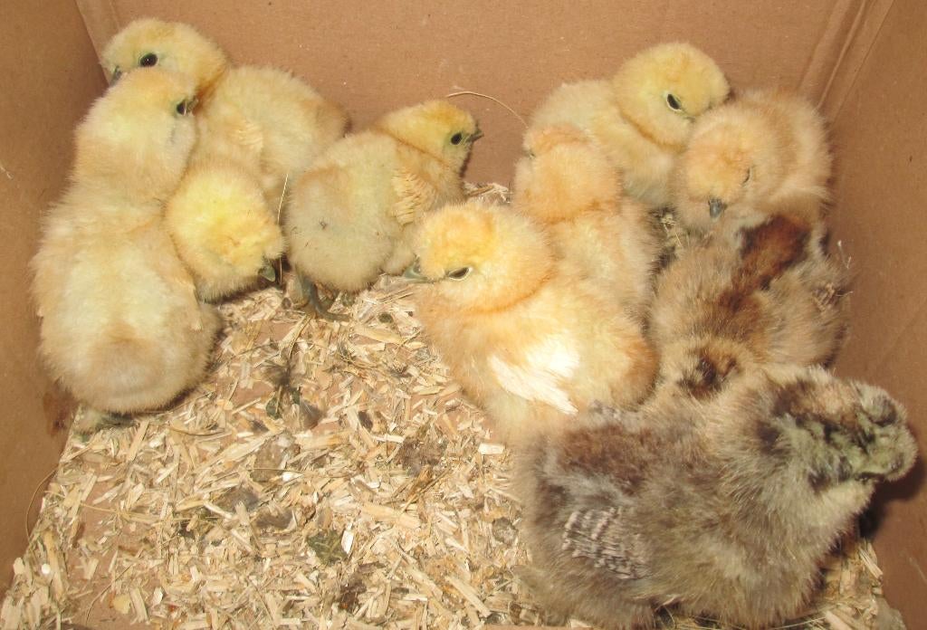 kuikentjes van zijdehoen, Dieren en Toebehoren, Geslacht onbekend, Kip