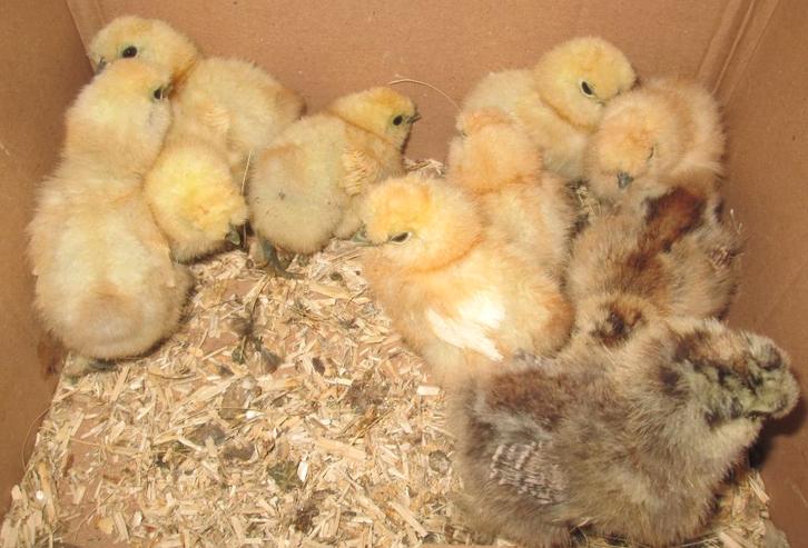 kuikentjes van zijdehoen, Dieren en Toebehoren, Pluimvee, Kip, Geslacht onbekend