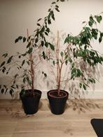 kamerplant - treurvijg, Enlèvement, En pot