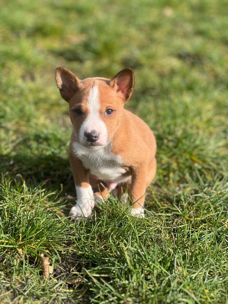 Basenji pupjes hier geboren!!, Dieren en Toebehoren, Parvo, België, Overige rassen, 8 tot 15 weken