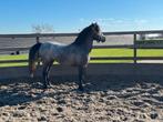 Knappe en lieve 4 jarige d pony merrie, Dieren en Toebehoren, Merrie, Onbeleerd