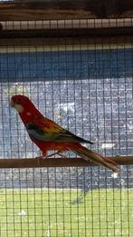 Opaline split golden zwart en kans blauw, Dieren en Toebehoren, Mannelijk, Parkiet, Geringd