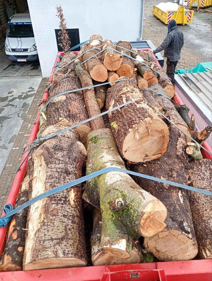 Container brandhout populier abeel es, Tuin en Terras, Brandhout, Ophalen