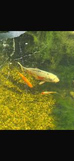 Steur en koi te koop