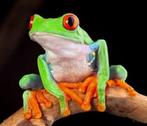 Grzocht roodoogmakikikker, Dieren en Toebehoren, Reptielen en Amfibieën, Amfibie