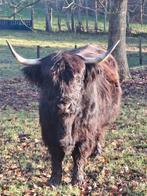 Schotse hooglanders. Verschillende kleuren, Dieren en Toebehoren