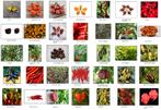 Chilipeper plantjes – €2,50/stuk - hete chili peper plant, Tuin en Terras, Planten | Tuinplanten, Ophalen, Volle zon, Vaste plant