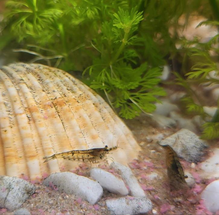 Wildkleur garnalen, Dieren en Toebehoren, Vissen | Aquariumvissen
