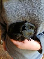 Cavia beertje, Dieren en Toebehoren, Knaagdieren, Mannelijk, Cavia, Tam