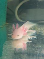 Axolotls, Dieren en Toebehoren
