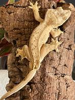 Wimpergekko, Hagedis, 0 tot 2 jaar