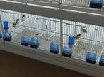 Goulds amandine, Dieren en Toebehoren, Vogels | Overige Vogels, Meerdere dieren, Tropenvogel, Geringd