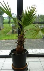 Palmboom 1 terras pot, Tuin en Terras, Planten | Tuinplanten, Vaste plant, Overige soorten, Ophalen, Bloeit niet