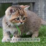 British Shorthair Black Golden Ticked, Dieren en Toebehoren, Katten en Kittens | Raskatten | Korthaar, Meerdere dieren, Gechipt