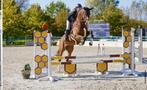 11 jarige merrie, Dieren en Toebehoren, Paarden, Merrie