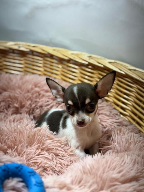 Chihuahua pups, Dieren en Toebehoren, Honden | Chihuahua's en Gezelschapshonden, Meerdere dieren, Chihuahua, Fokker | Professioneel