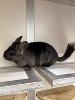 Chinchilla te koop, Dieren en Toebehoren, Knaagdieren, April, Vrouwelijk, Chinchilla