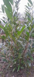 Prunus laurocerasus Caucasica 80/100 cm, Tuin en Terras, Planten | Struiken en Hagen, Ophalen, Laurier, Haag