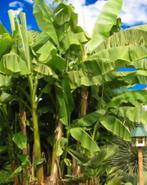 Bananenbomen - Musa Basjoo, Ophalen