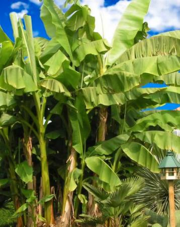 Bananenbomen - Musa Basjoo beschikbaar voor biedingen