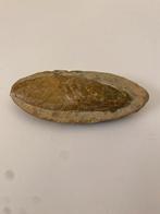 Miljoen jaren Prehistorische fossiel “Vis” 11 cm x 5 cm., Verzamelen, Mineralen en Fossielen, Ophalen, Fossiel
