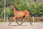 6 jarige allround merrie, Dieren en Toebehoren, Paarden, 3 tot 6 jaar, 160 tot 165 cm, Recreatiepaard, Merrie