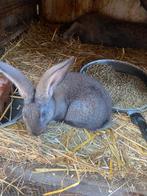 Vlaamse reuzen jongen, Dieren en Toebehoren