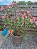Oleanders 2 stuks roze / geel., Ophalen