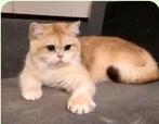 Britse korthaar dekkater., Dieren en Toebehoren, Katten en Kittens | Raskatten | Korthaar, 0 tot 2 jaar, Kater, Met stamboom