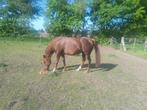 Paard merrie, Merrie