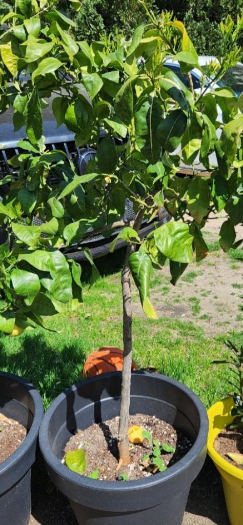🩵🩵🩵   POMPELMOES   BOOM, Tuin en Terras, Planten | Fruitbomen, Overige soorten, 100 tot 250 cm, Volle zon, Zomer, In pot, Ophalen