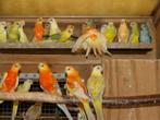 Parkieten . Roodruggen, Dieren en Toebehoren, Vogels | Parkieten en Papegaaien, Meerdere dieren, Parkiet, Geringd